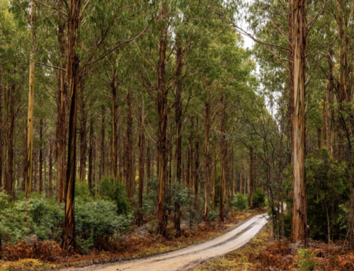 An opportunity for On-Island Processing of Tasmanian hardwood plantation logs 
